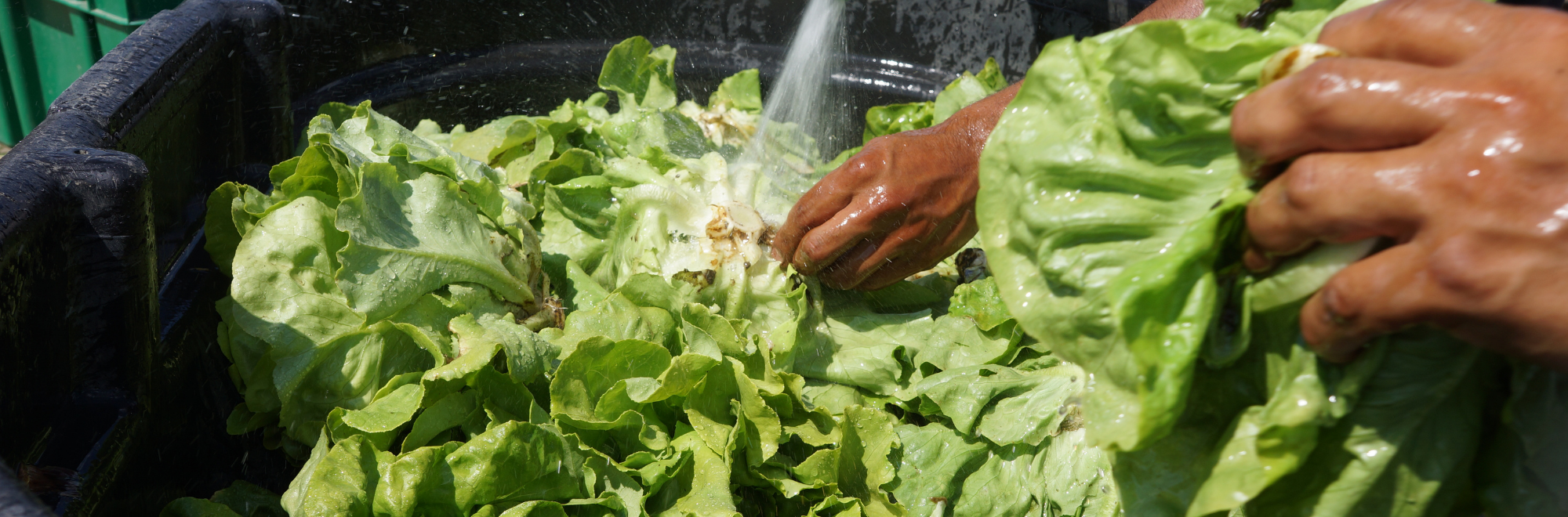 washing lettuce on a farm