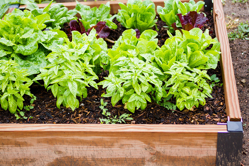 basil in a growing container