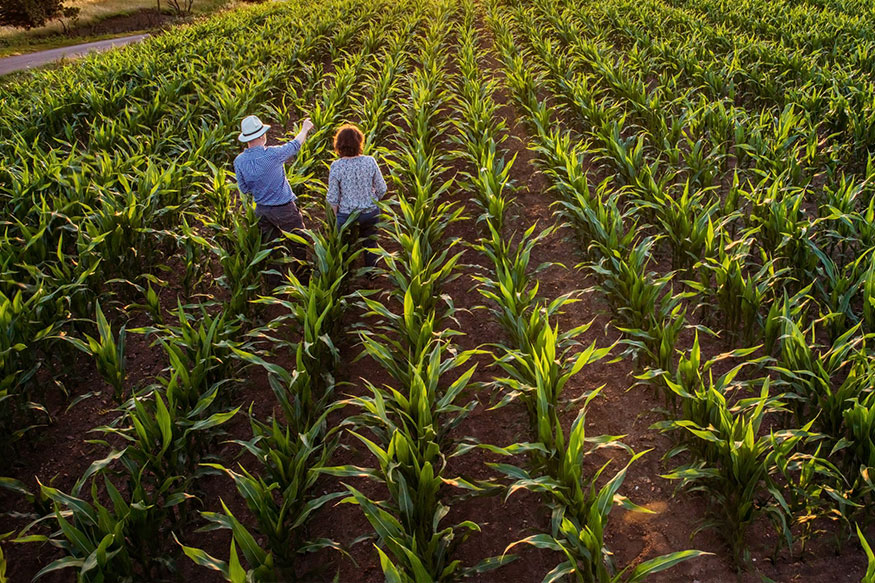 people standing in corn field