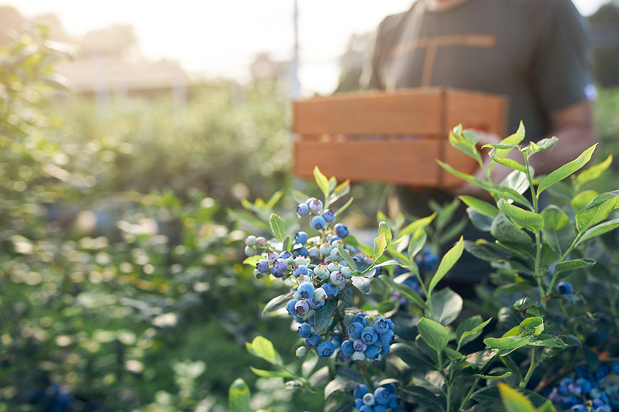 picking blueberries in a field