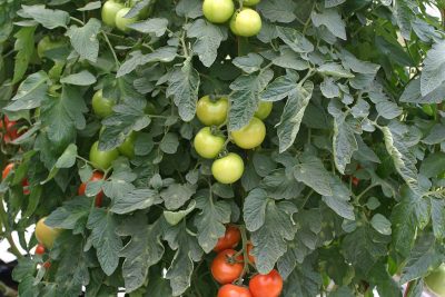 Tomato plant